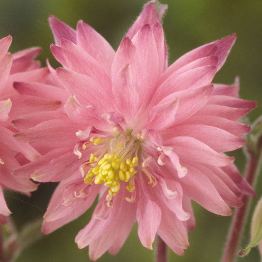 Aquilegia 'Rose Barlow'