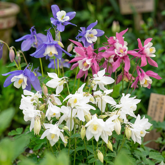 Aquilegia Spring Magic Mix