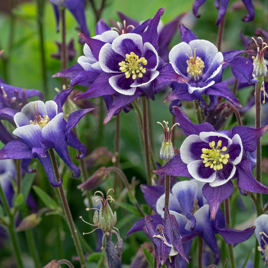 Aquilegia 'Spring Magic Navy & White'