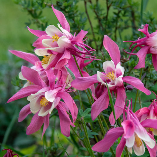 Aquilegia 'Spring Magic Rose & White'