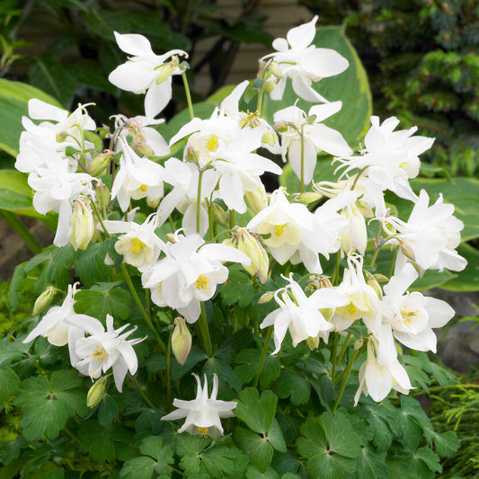 Aquilegia 'Spring Magic White'