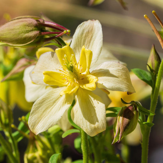 Aquilegia 'Spring Magic Yellow'
