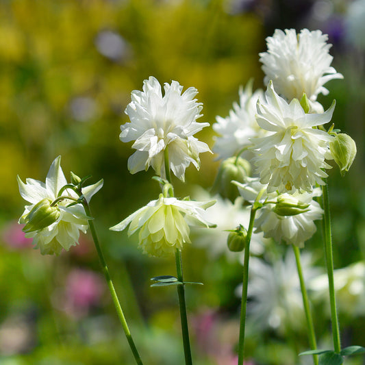 Aquilegia 'White Barlow'