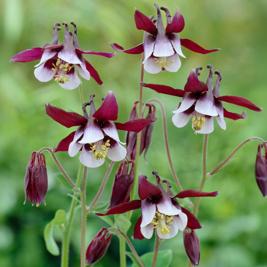 Aquilegia 'William Guiness'