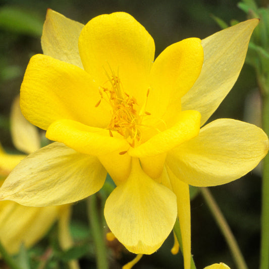 Aquilegia 'Yellow Queen'