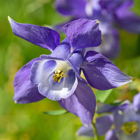 Aquilegia alpina