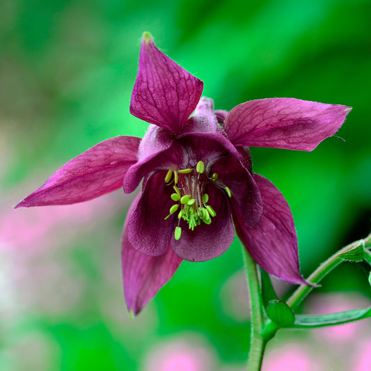 Aquilegia atrata