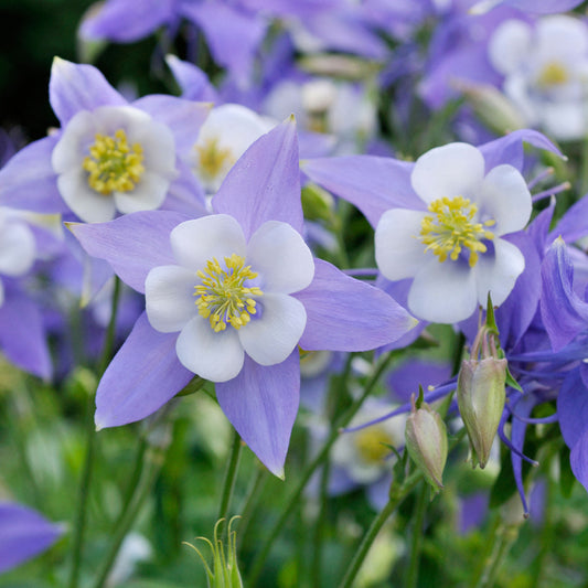 Aquilegia caerulea