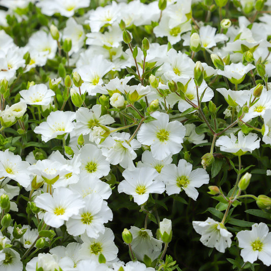 Arenaria montana