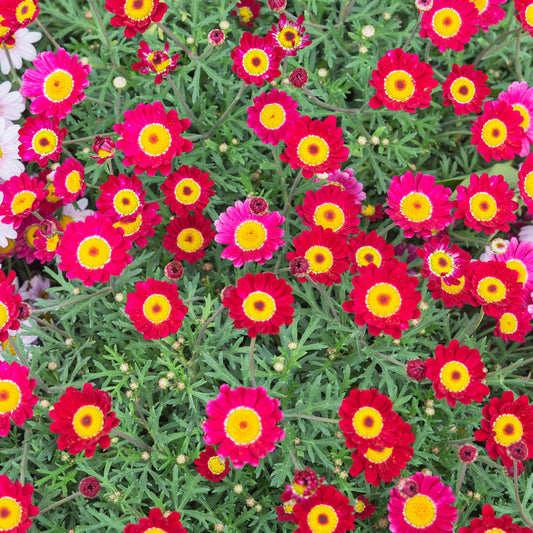 Argyranthemum Red Bedding Plants