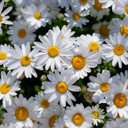 Argyranthemum White Bedding Plants