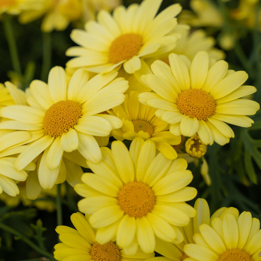 Argyranthemum Yellow Bedding Plants