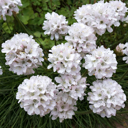 Armeria 'Alba'