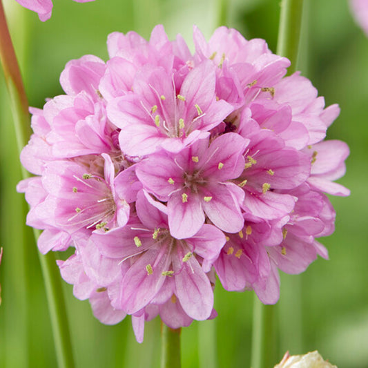 Armeria 'Ballerina Purple Rose'