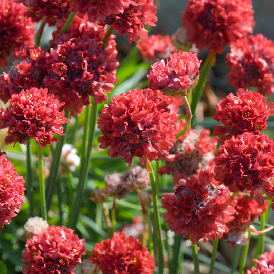 Armeria 'Ballerina Red'