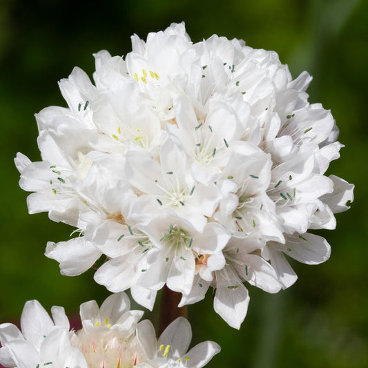 Armeria 'Ballerina White'