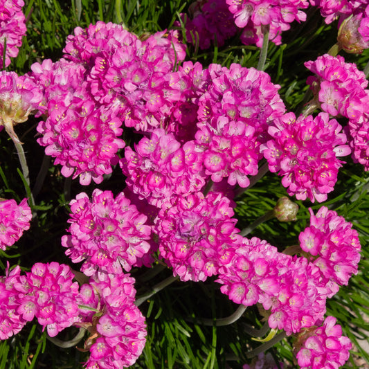 Armeria 'Splendens'