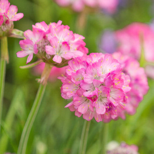 Armeria 'Splendens Perfecta'