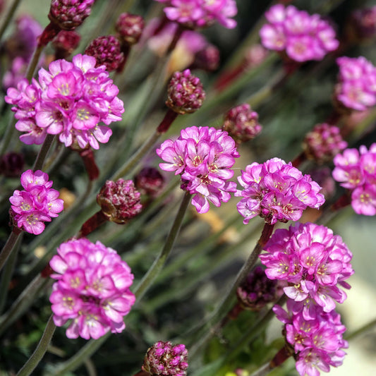 Armeria 'Vesuvius'