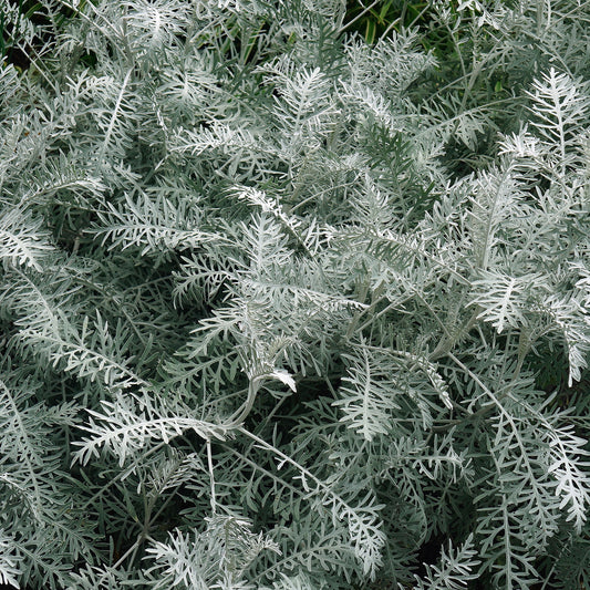 Artemisia 'Powis Castle'