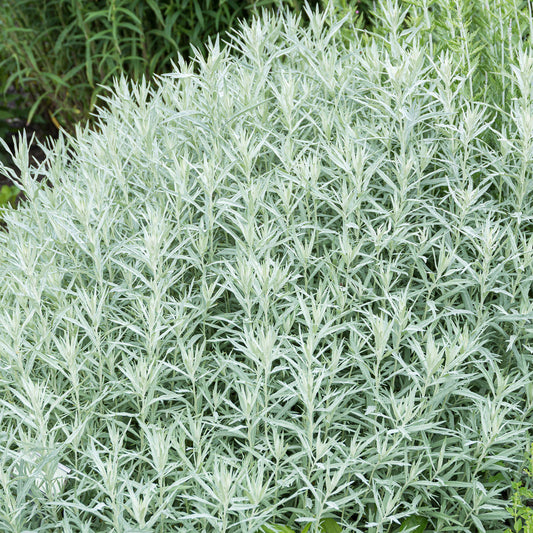 Artemisia 'Silver Queen'