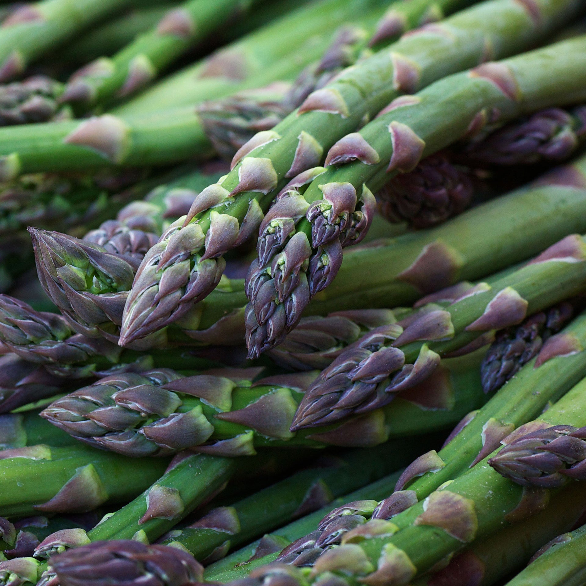 Asparagus Gijnlim