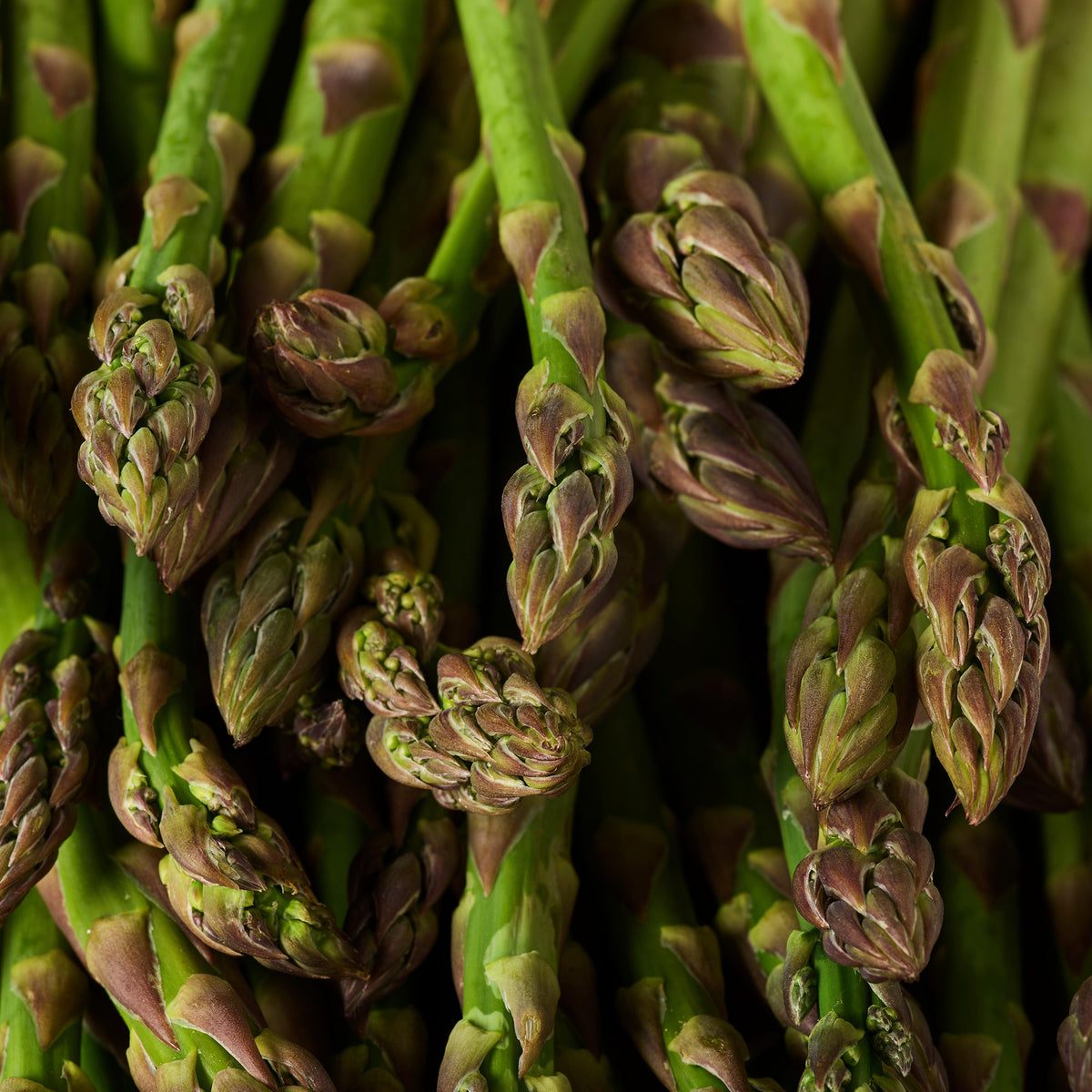 Asparagus Mondeo