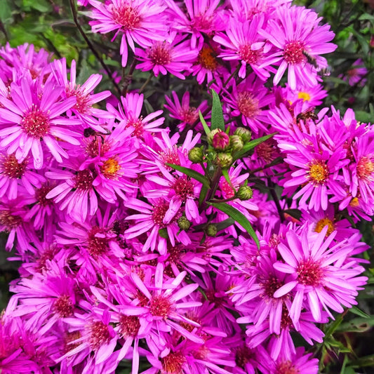 Aster 'Pink Crush'