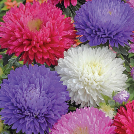 Aster 'Duchess Mixed'