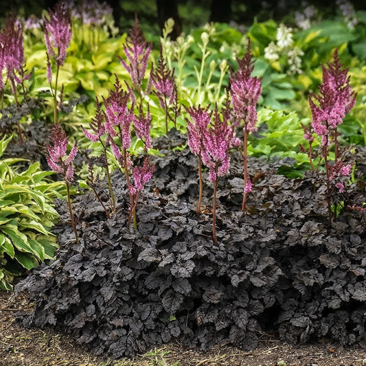 Astilbe 'Dark Side of The Moon'