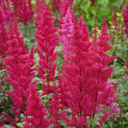 Astilbe 'Carmine'