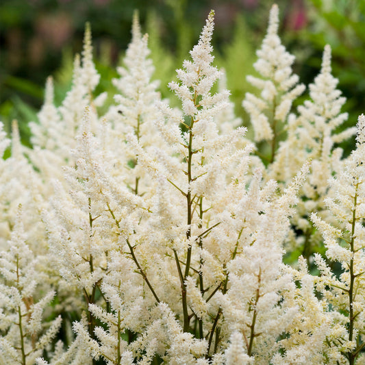 Astilbe 'Happy Spirit'
