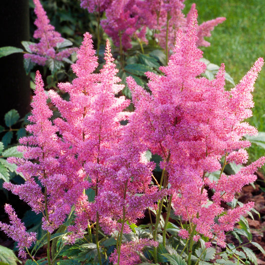 Astilbe 'Lucky Day'