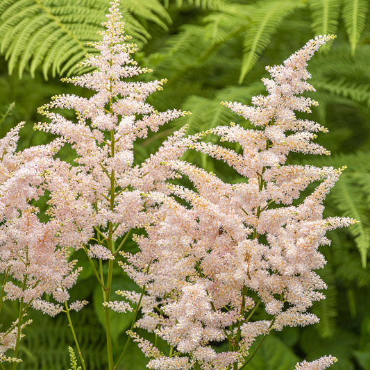 Astilbe 'Peach Blossom'