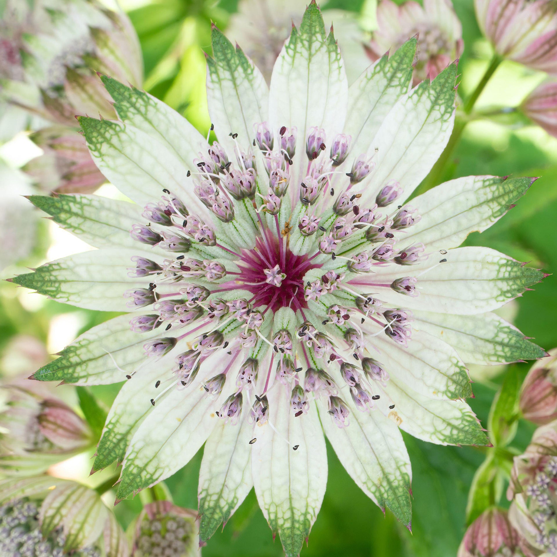 Astrantia Florence