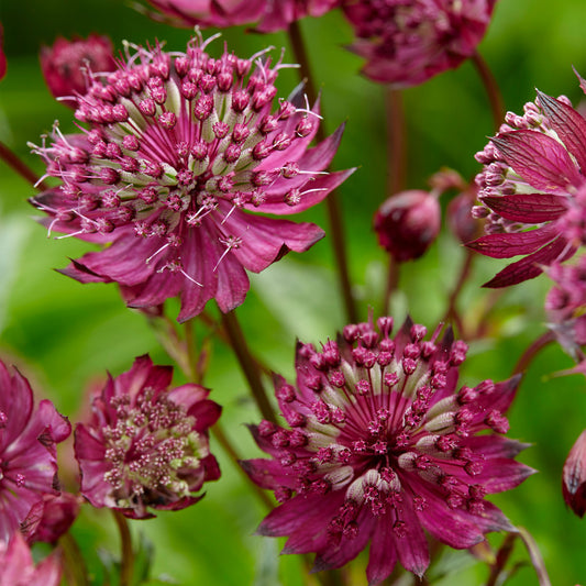 Astrantia 'Sparkling Stars Red'