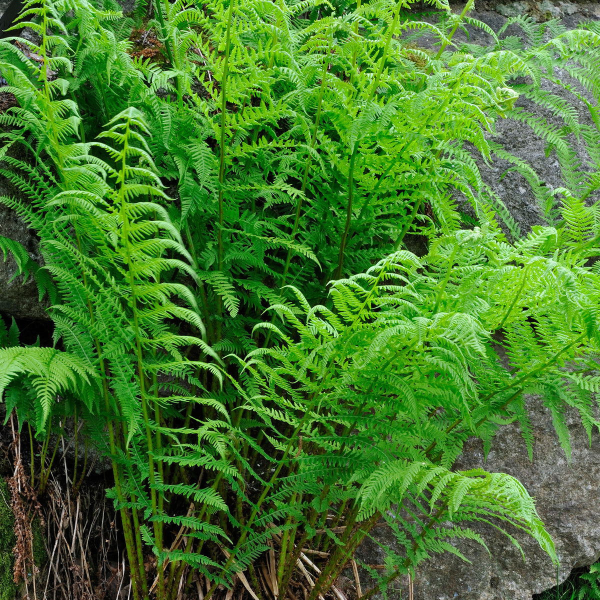 Athyrium Victoriae