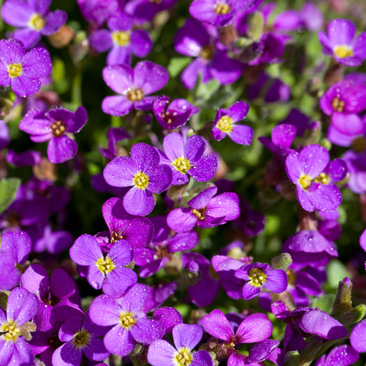 Aubrieta 'Axcent Lilac'