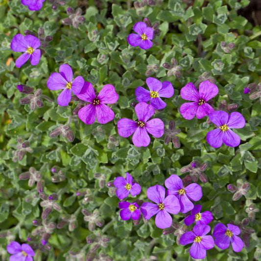 Aubrieta 'Blaumeise'