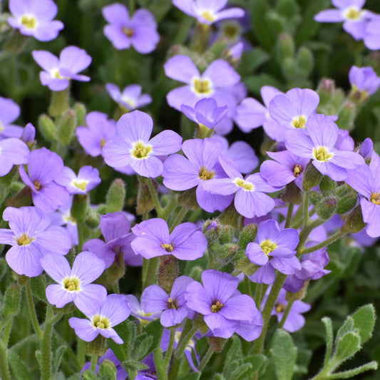 Aubrieta 'Cascade Blue'