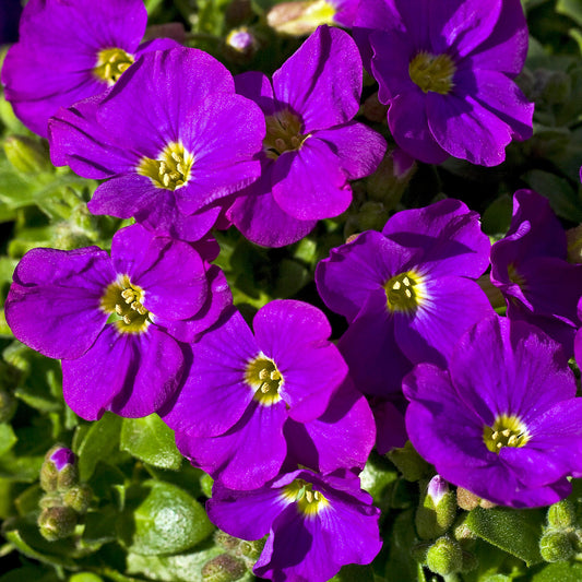 Aubrieta 'Cascade Purple'