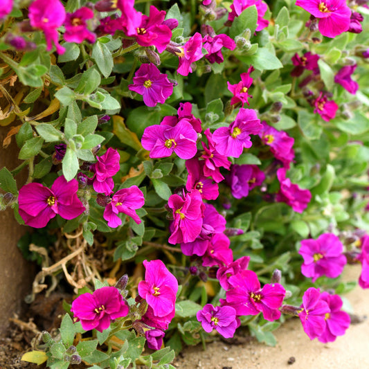 Aubrieta 'Cascade Red'