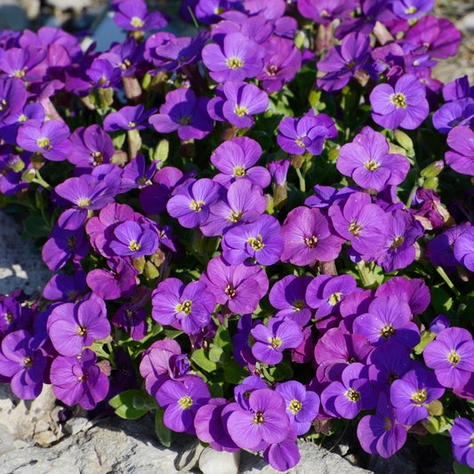 Aubrieta 'Kitte'