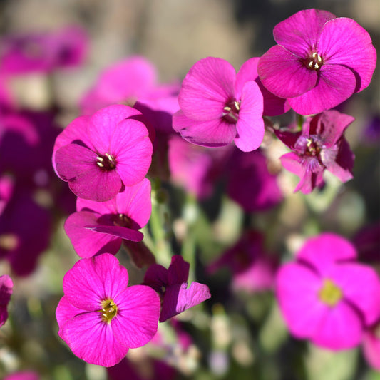 Aubrieta 'Regado Red'