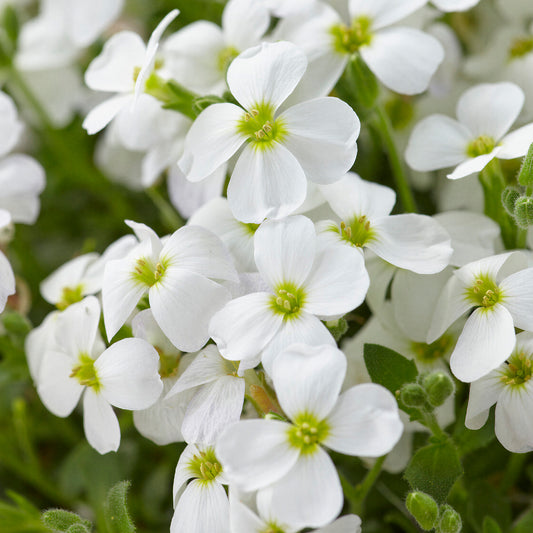 Aubrieta 'Regado White'