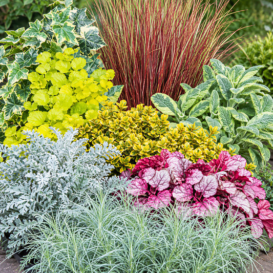 Autumn Shade Foliage Mix Basket Plants