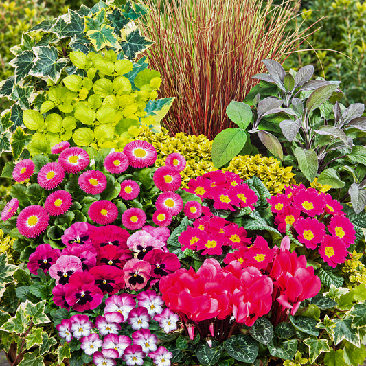 Autumn Shades Rose Basket Plants