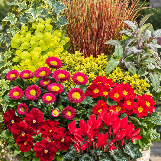 Autumn Shades Ruby Basket Plants
