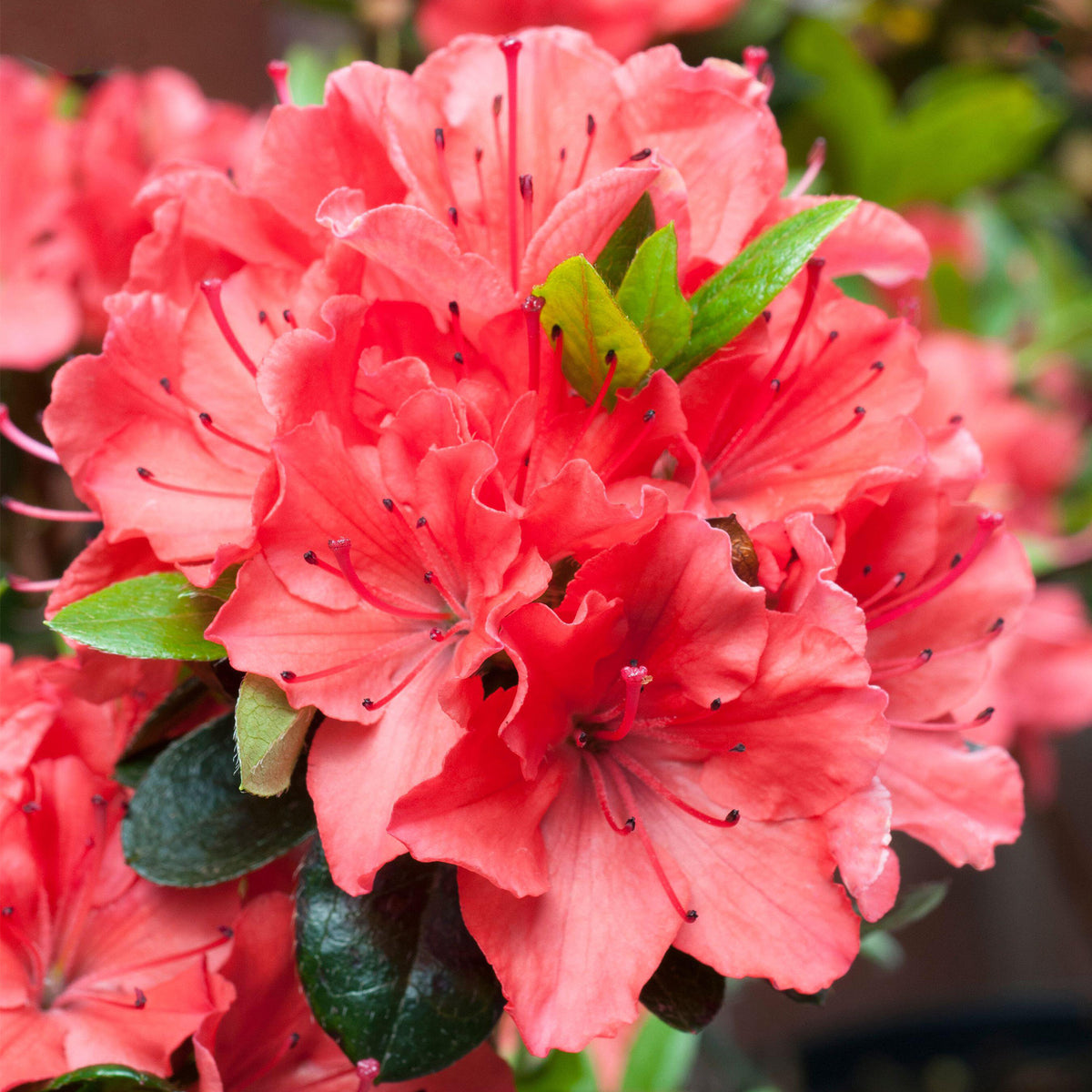 Azalea Geisha Orange