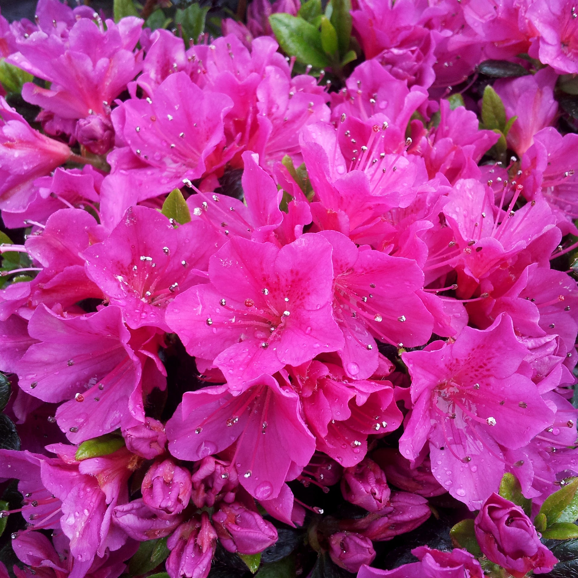 Azalea Geisha Purple